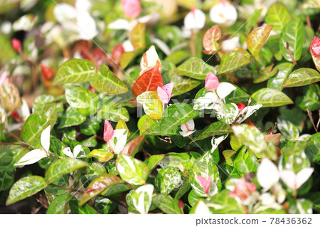 Hatsuyuki Kazura (Hatsuyukikuzu) Pink young leaves 78436362