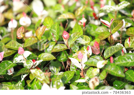 Hatsuyuki Kazura (Hatsuyukikuzu) Pink young leaves 78436363