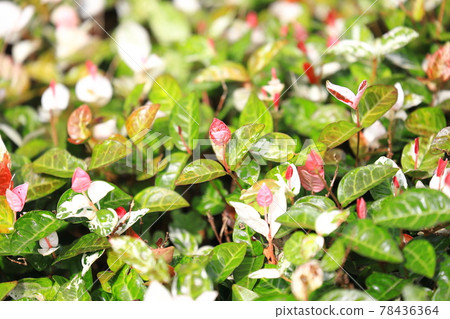 Hatsuyuki Kazura (Hatsuyukikuzu) 粉紅色的嫩葉 78436364