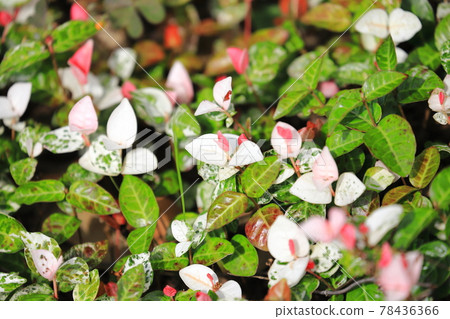 Hatsuyuki Kazura (Hatsuyukikuzu) 粉紅色的嫩葉 78436366