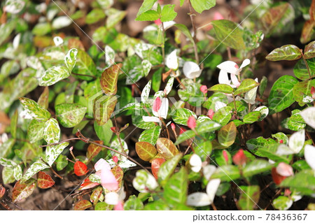 Hatsuyuki Kazura (Hatsuyukikuzu) Pink young leaves Hatsuyuki Kazura (Hatsuyukikuzu) Pink young leaves 78436367