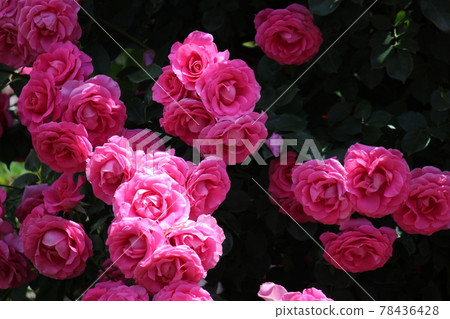 Pink moist blooming rose Pink moist blooming rose 78436428