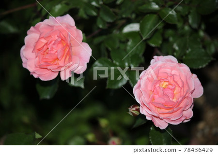 Rose pink rose Rose pink rose 78436429