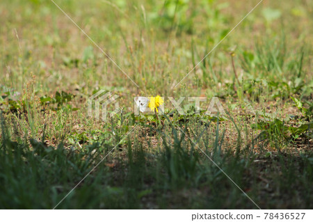 蒲公英和蝴蝶 蒲公英和蝴蝶 78436527