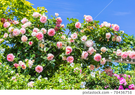 Pink vine Pink vine 78436758