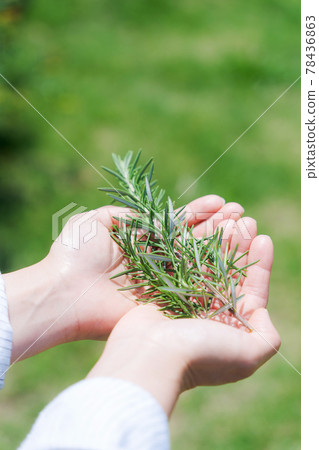 Herb gardening nature palm Herb gardening nature palm 78436863