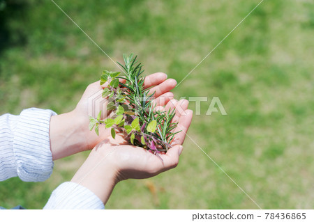 Herb gardening nature palm Herb gardening nature palm 78436865