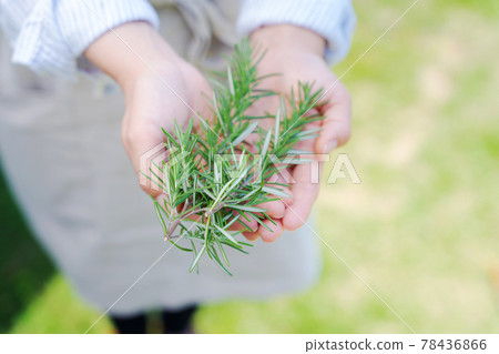 Herb gardening nature palm Herb gardening nature palm 78436866