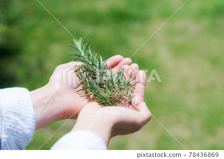 Herb gardening nature palm Herb gardening nature palm 78436869