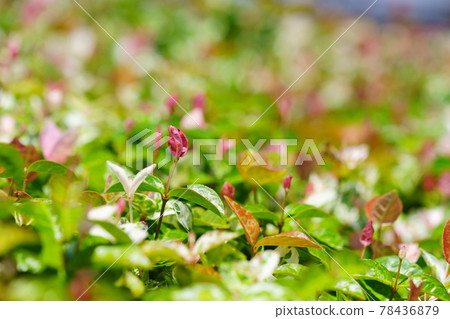 六月初，晴天 Hatsuyuki Kazura 3 78436879