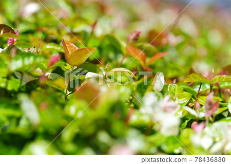 六月上旬,晴天 Hatsuyuki Kazura 4 六月上旬,晴天 Hatsuyuki Kazura 4 78436880