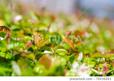 Hatsuyuki Kazura on a sunny day in early June 5 78436881