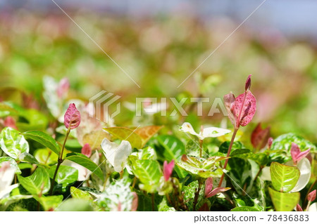 Hatsuyuki Kazura on a sunny day in early June 8 78436883