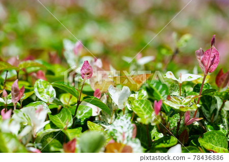 Early June, sunny day Hatsuyuki Kazura 9 Early June, sunny day Hatsuyuki Kazura 9 78436886