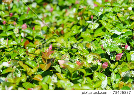 Early June, sunny day Hatsuyuki Kazura 10 78436887