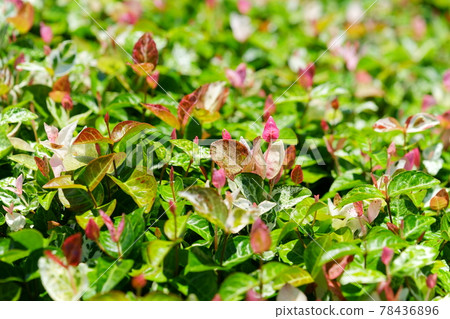 六月初,晴天 Hatsuyuki Kazura 15 六月初,晴天 Hatsuyuki Kazura 15 78436896