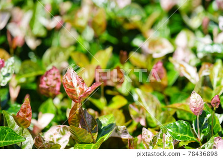 六月初,晴天 Hatsuyuki Kazura 16 六月初,晴天 Hatsuyuki Kazura 16 78436898