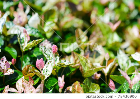 Early June, sunny day Hatsuyuki Kazura 17 Early June, sunny day Hatsuyuki Kazura 17 78436900