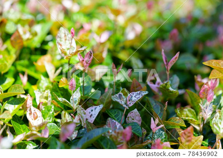 六月初，晴天 Hatsuyuki Kazura 18 78436902