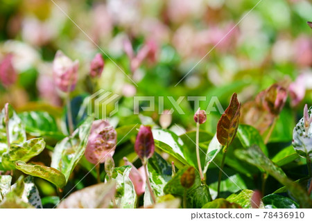 Early June, sunny day Hatsuyuki Kazura 22 78436910