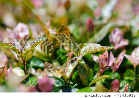 Early June, sunny day Hatsuyuki Kazura 23 Early June, sunny day Hatsuyuki Kazura 23 78436912