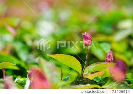 Early June, sunny day Hatsuyuki Kazura 24 78436914