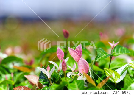 6 月 28 日上旬晴天的初之一郎 6 月 28 日上旬晴天的初之一郎 78436922