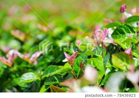 六月初,晴天 Hatsuyuki Kazura 29 六月初,晴天 Hatsuyuki Kazura 29 78436923