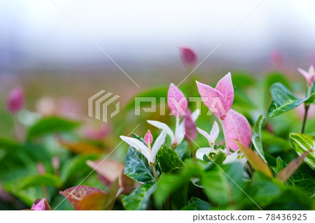 Early June, sunny day Hatsuyuki Kazura 30 Early June, sunny day Hatsuyuki Kazura 30 78436925