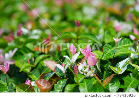 Early June, sunny day Hatsuyuki Kazura 31 78436926