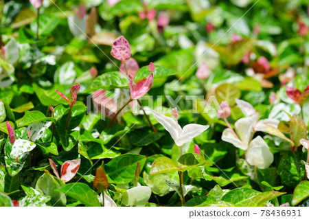 Early June, sunny day Hatsuyuki Kazura 36 78436931