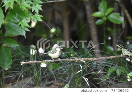 Great tit Hina Great tit Hina 78436992