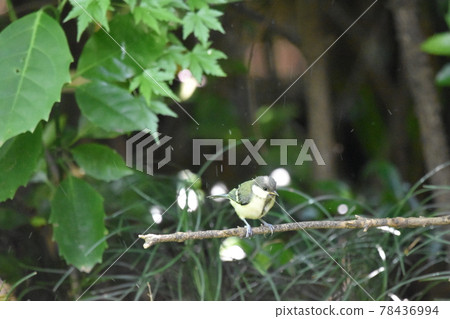 Great Tit Hina Great Tit Hina 78436994