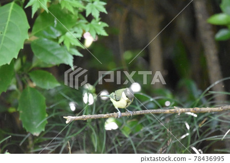 Great Tit Hina 78436995