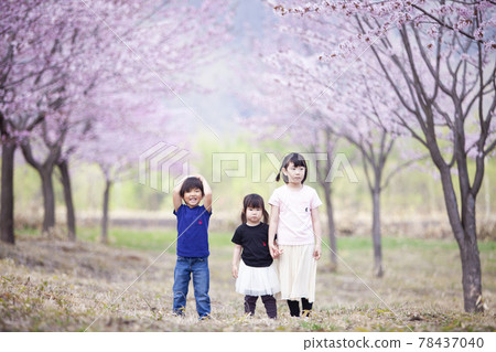三兄弟在櫻花公園玩耍 78437040
