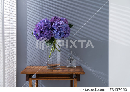 Hydrangea rainy season rain Hydrangea rainy season rain 78437060