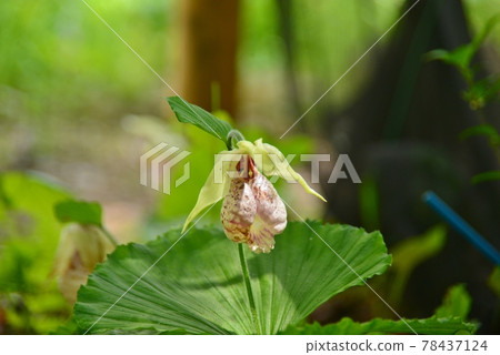 Bag-shaped petals Cypripedium japonicum 78437124