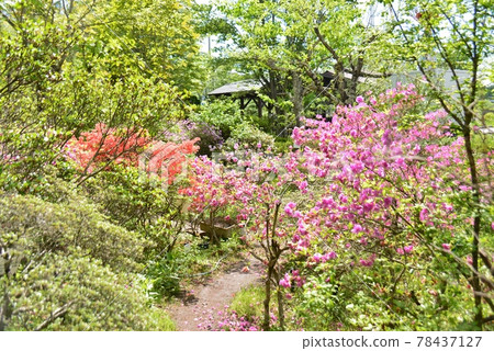 輕井澤植物園杜鵑花盛開的初夏景色 輕井澤植物園杜鵑花盛開的初夏景色 78437127