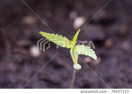 Marijuana seed natural small green hemp sprout seedling, cannabis seeds on soil background, close up of planting hemp seeding agriculture herbal medicine 78437223