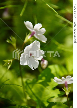 White primrose flowers 78437242