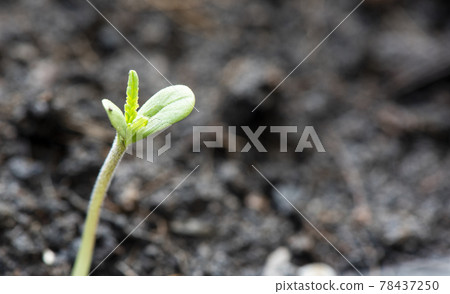 Marijuana seed natural small green hemp sprout seedling, cannabis seeds on soil background, close up of planting hemp seeding agriculture herbal medicine 78437250