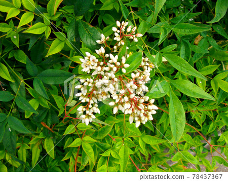 植物，南天花 78437367