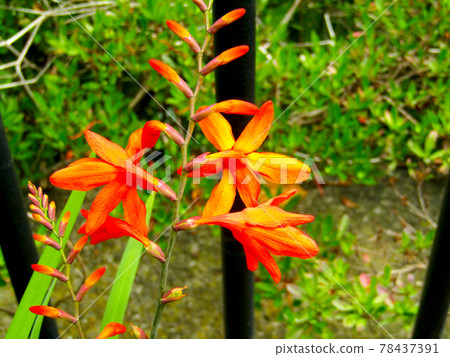 植物的花， Montbretia 屬 Montbretia 78437391
