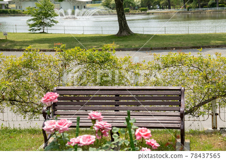 Roses and benches in the park in early summer 78437565
