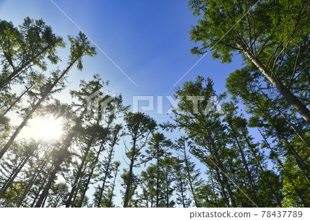 Larch forest with sunlight through the trees 78437789