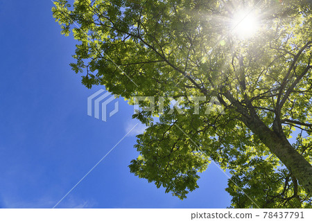 夏天的陽光和藍天 夏天的陽光和藍天 78437791