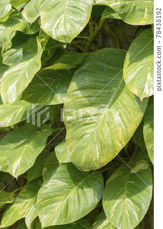 Exotic beautiful leaves Exotic beautiful leaves 78438192