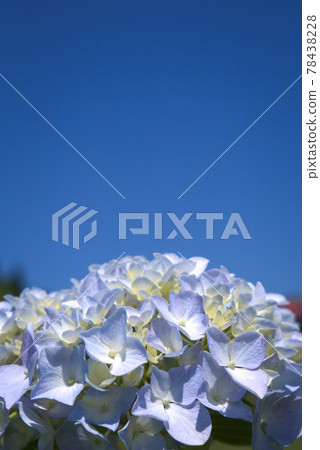 淡藍色繡球花盛開在好天氣 78438228