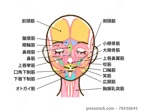 面部肌肉插圖（帶姓名字母） 78438645