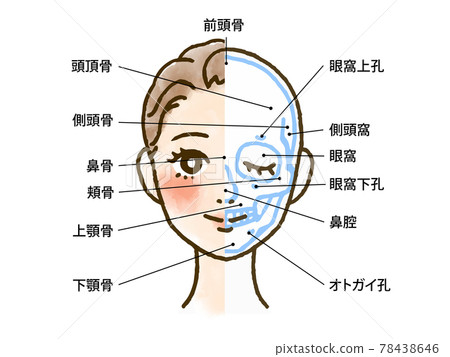 面部骨骼和頭骨的插圖（帶姓名字母） 78438646